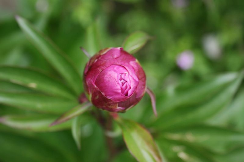 Peony bud