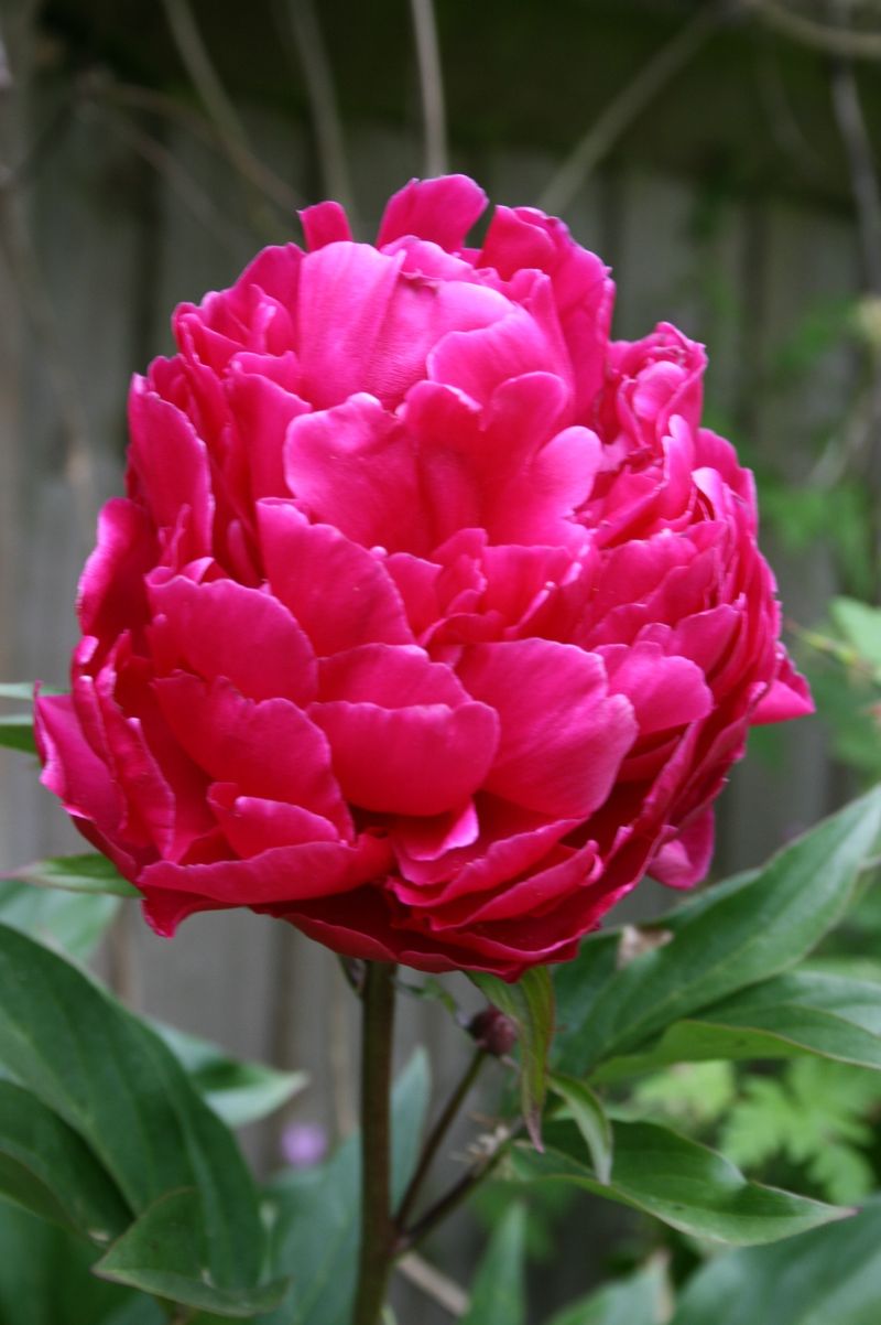 Peony in bloom