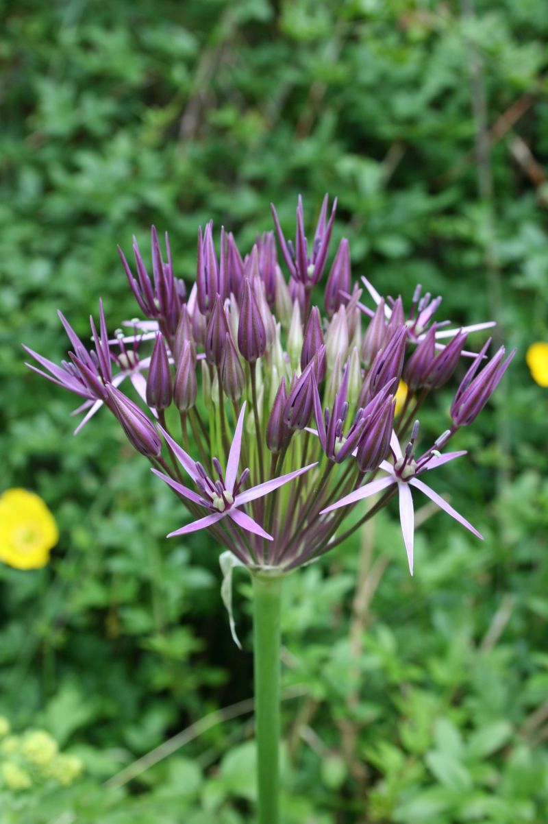 Allium